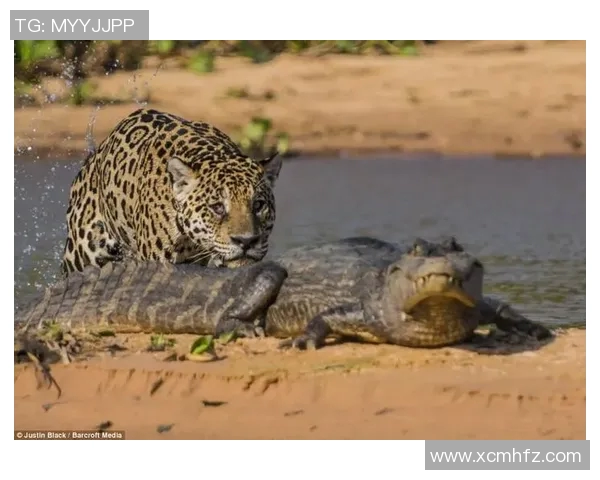 泰森与美洲豹的巅峰对决谁能笑到最后的搏击传奇